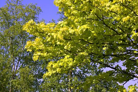 Background image of green leaves and blue skiesの写真素材
