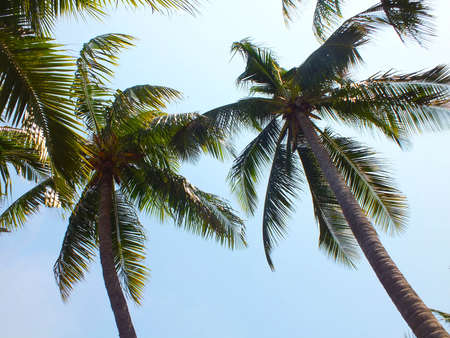 coconut on the beach  