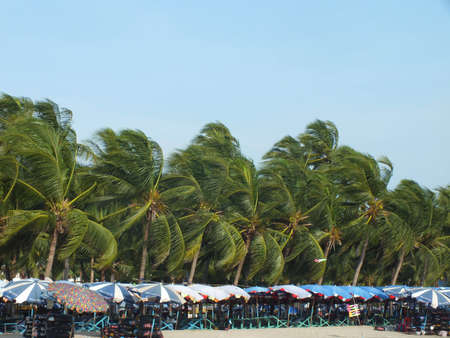 cococnut and more umbrella on the beachのeditorial素材
