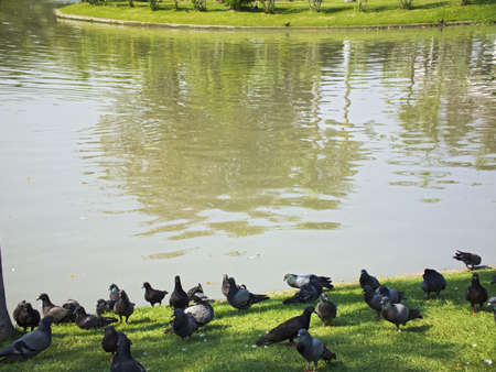 Lots of birds near the river  の写真素材