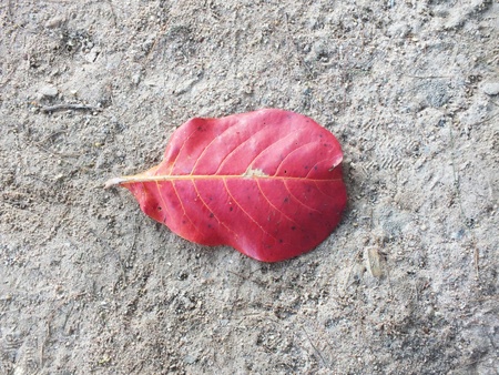 Red leave is drop  の写真素材