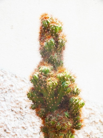 Mescal with a colorful  thorn and beautiful shape.の写真素材