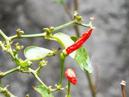 Chili in the macro mode  