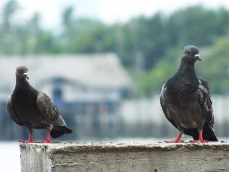 the bird is seeing something の写真素材