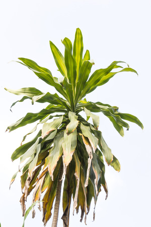 Dracaena fragrans  with isolated  の写真素材