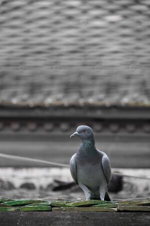 Pigeon bird stand alone .の写真素材