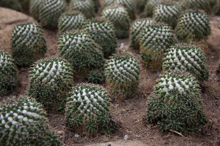 ceremonial palm leaf with one end knotted into triangle .の写真素材