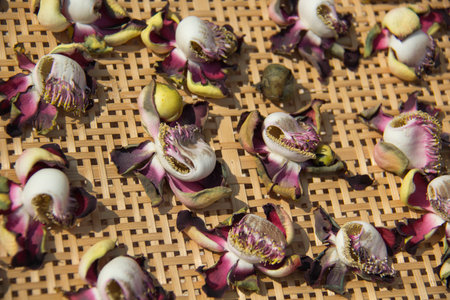 Flower sunの写真素材