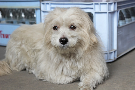 Shih Tzu dog is sitting