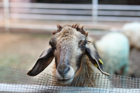 face of the sheep .の写真素材