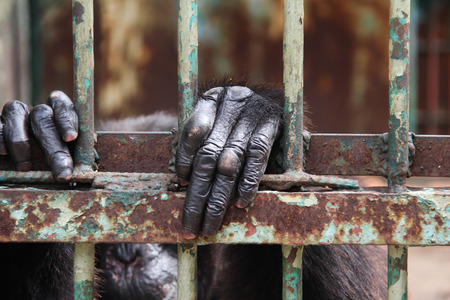 Hand of chimpanzee in the cage .の写真素材