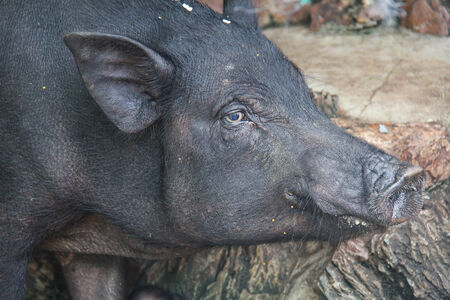 Boar in the wildlife .の写真素材