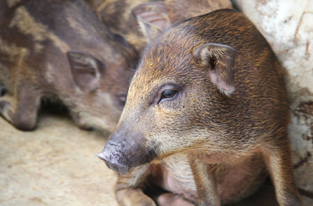 Boar in the wildlife .の写真素材