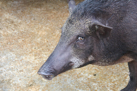 Boar in the wildlife .の写真素材