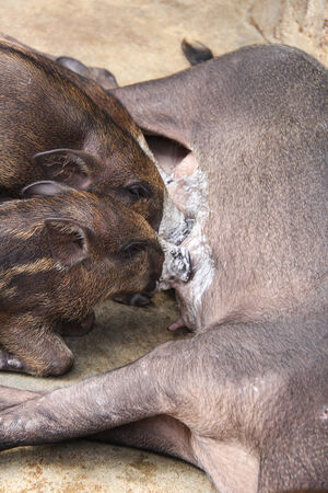 Boar in the wildlife .