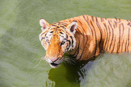 Tiger is swimming in the river