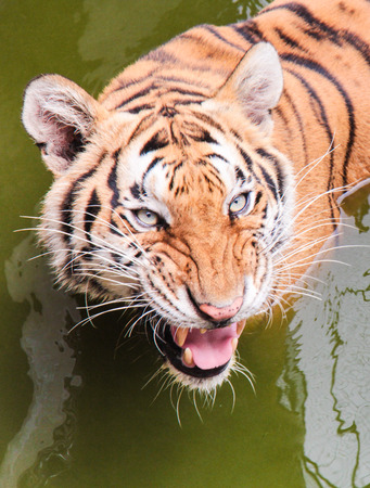Face of tiger is swimming in the river and threatenedの写真素材