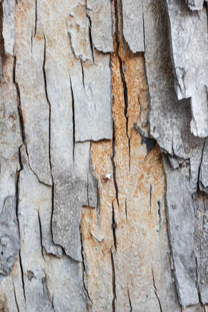 Texture treeの写真素材