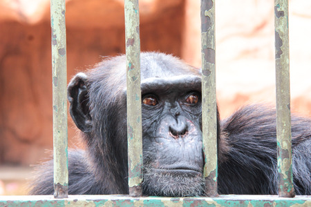 Chimpanzee in the cage