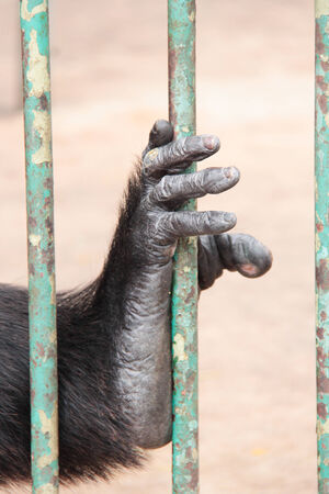 Foot of Chimpanzee in the cageの写真素材