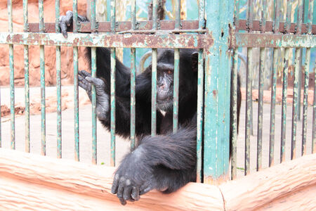 Chimpanzee in the cageの写真素材