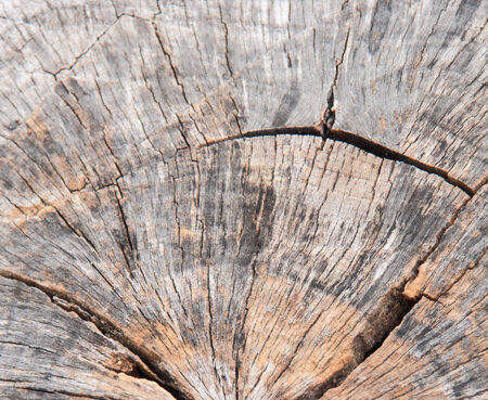 Old texture tree .