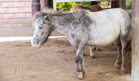 Horse are standing in the farmの写真素材