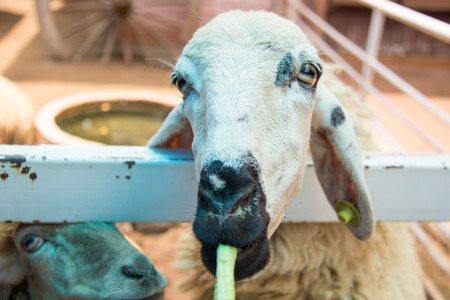 Goat is eating the lentil