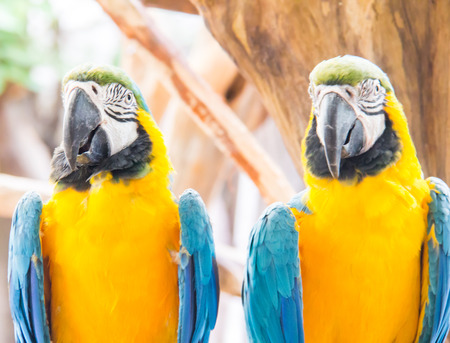 face of Macaw bird in the farm