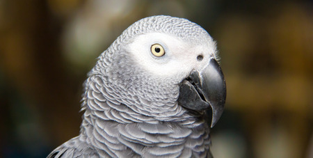 face of Macaw bird is standing on the branch
