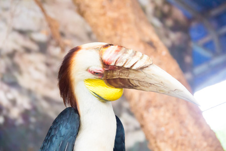 face of parrot in the farmの写真素材