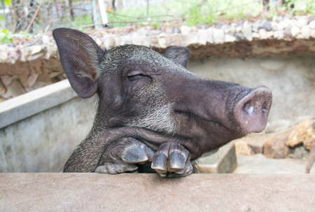 Cute face of boar in the farmの写真素材