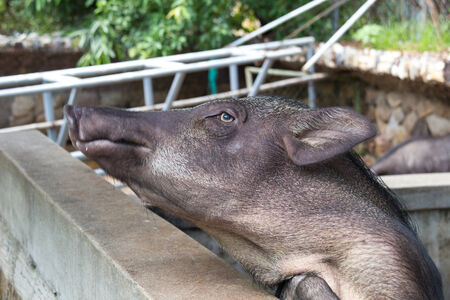 Cute face of boar in the farmの写真素材