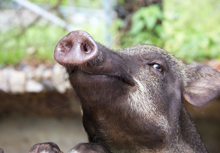 Cute face of boar in the farmの写真素材