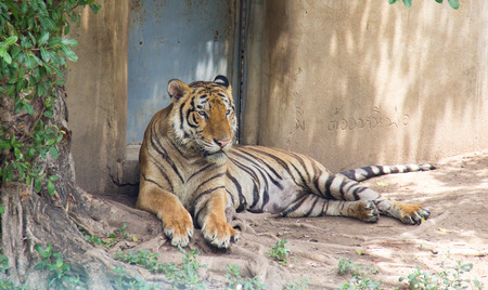 Tiger in the farm