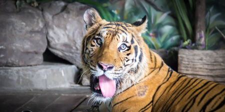 Face of tiger in the farmの写真素材