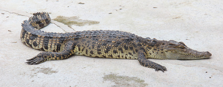 crocodile in the zoo