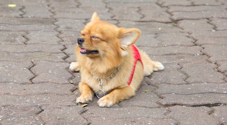 face of Chihuahua dog