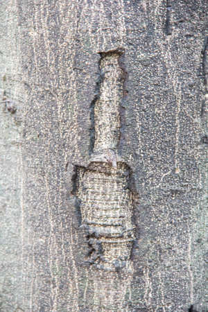 Grunge tree texture