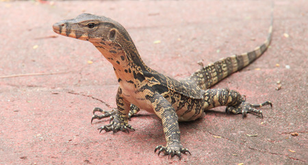 Salamander