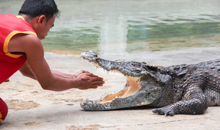 SAMUTPRAKARN,THAILAND - AUGUST 2: crocodile show at crocodile farm on AUGUST 2, 2014 in Samutprakarn,Thaila nd. This excitingのeditorial素材