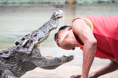 SAMUTPRAKARN,THAILAND - AUGUST 2: crocodile show at crocodile farm on AUGUST 2, 2014 in Samutprakarn,Thaila nd. This excitingのeditorial素材