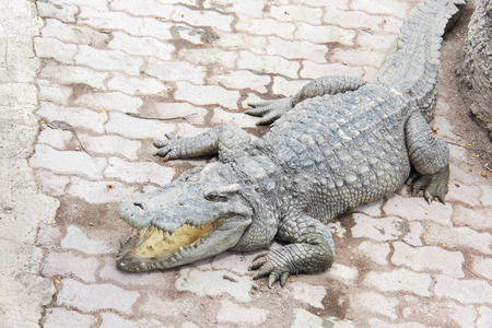 crocodile is sleepingの写真素材