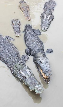 crocodiles  in the riverの写真素材
