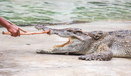 Crocodile show is the most exciting.の写真素材