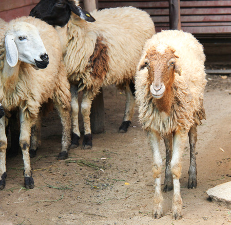 Face of goatの写真素材