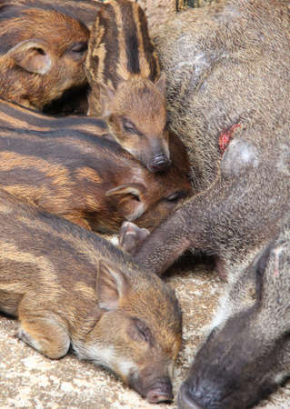 Snugness of small family pigの写真素材