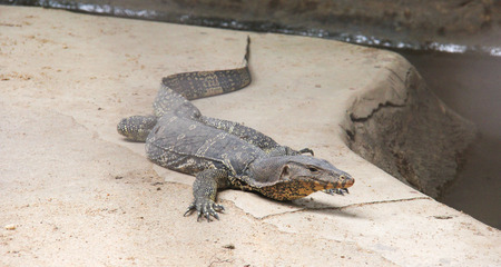 Lizard on the floor