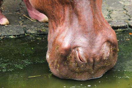 Nose of hippopotamus