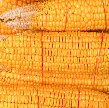 Yellow Corn